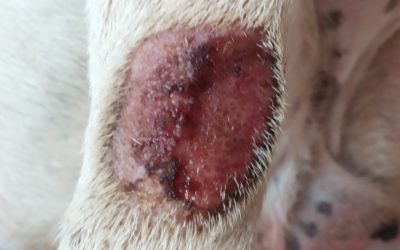 Dermatitis Alérgica a la Mordida de Pulga y su Manejo Integral