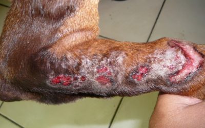 Diagnóstico y Manejo de la Dermatitis Atópica