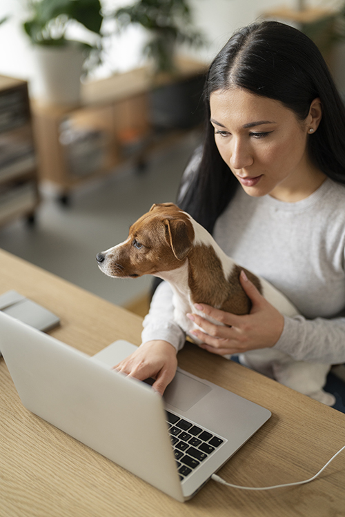 dermavet-online-vet